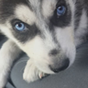 Meet your Posher, Manuel